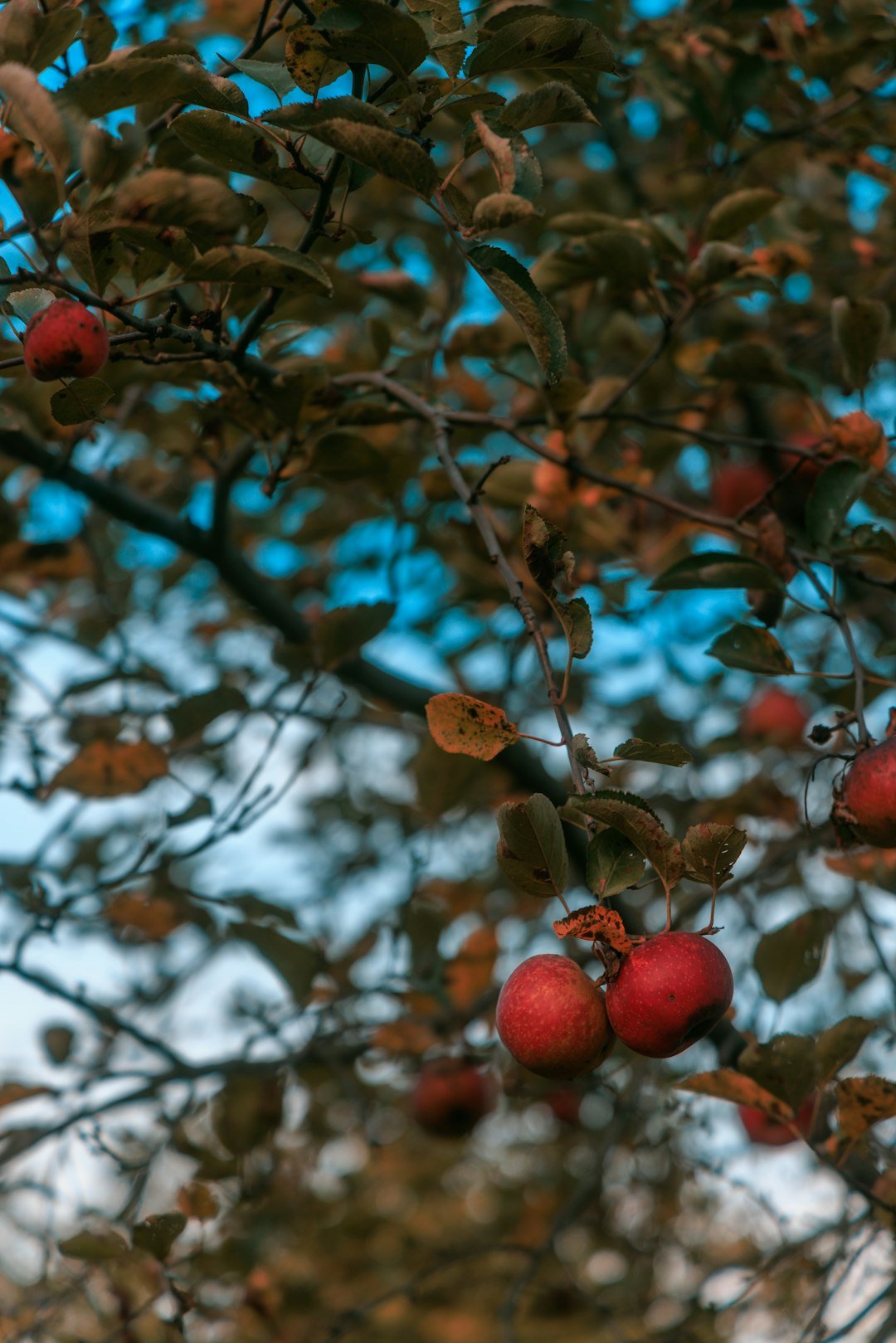 An apple tree covered with fruit.